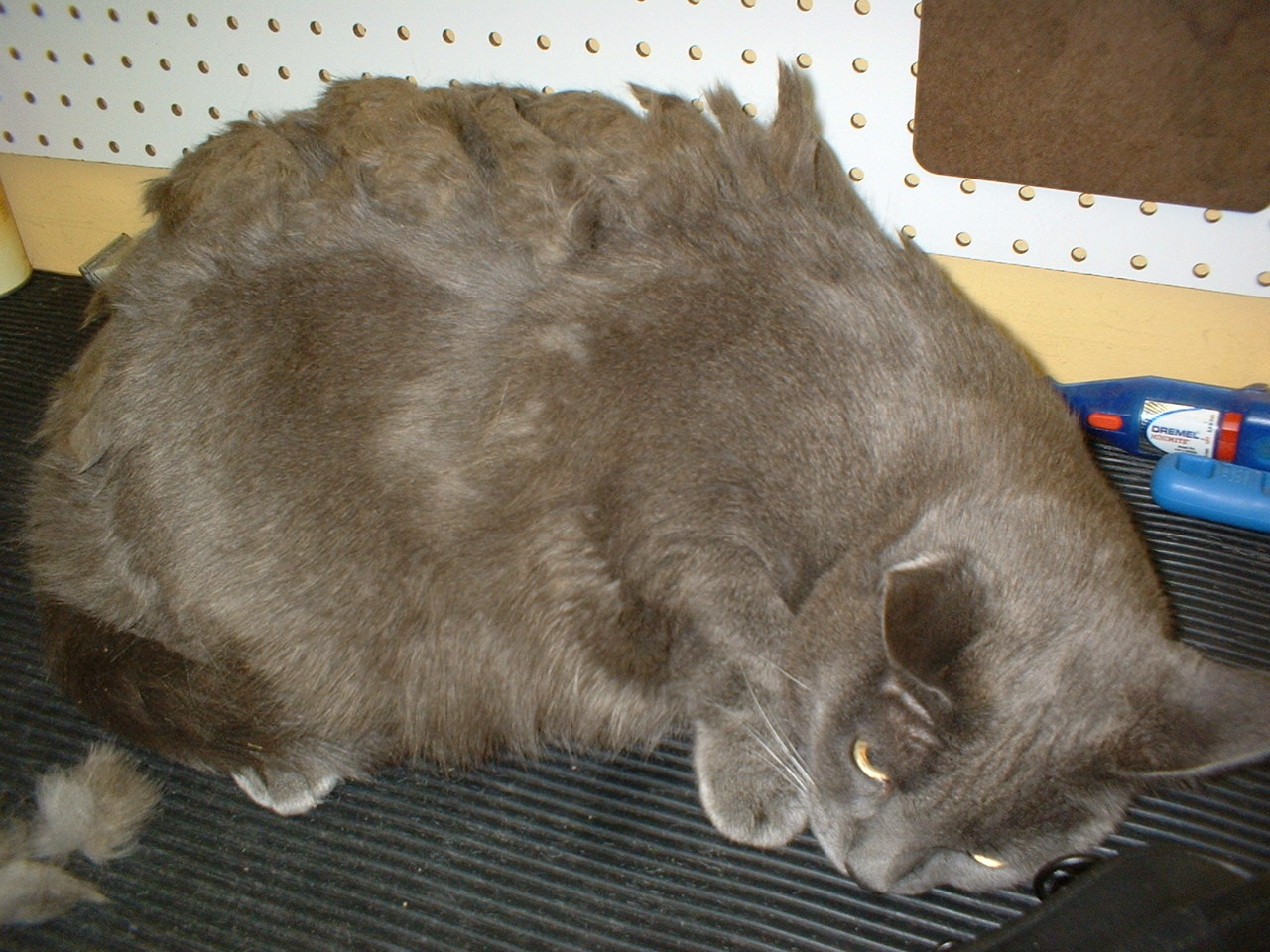 Pet Grooming The Good, The Bad, & The Furry Cats