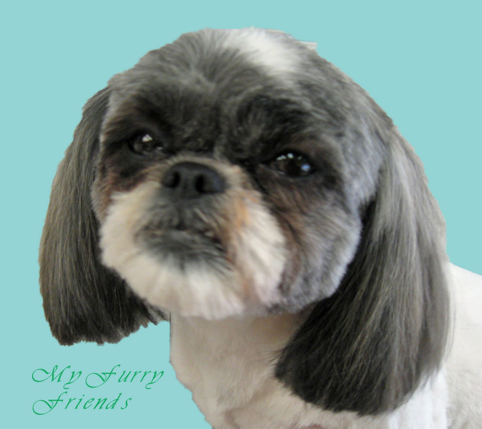Pet Grooming The Good, The Bad, & The Furry ShihTzu Faces