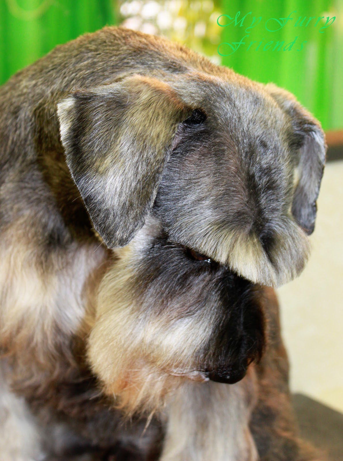 Pet Grooming The Good, The Bad, & The Furry Schnuazer Eyebrows