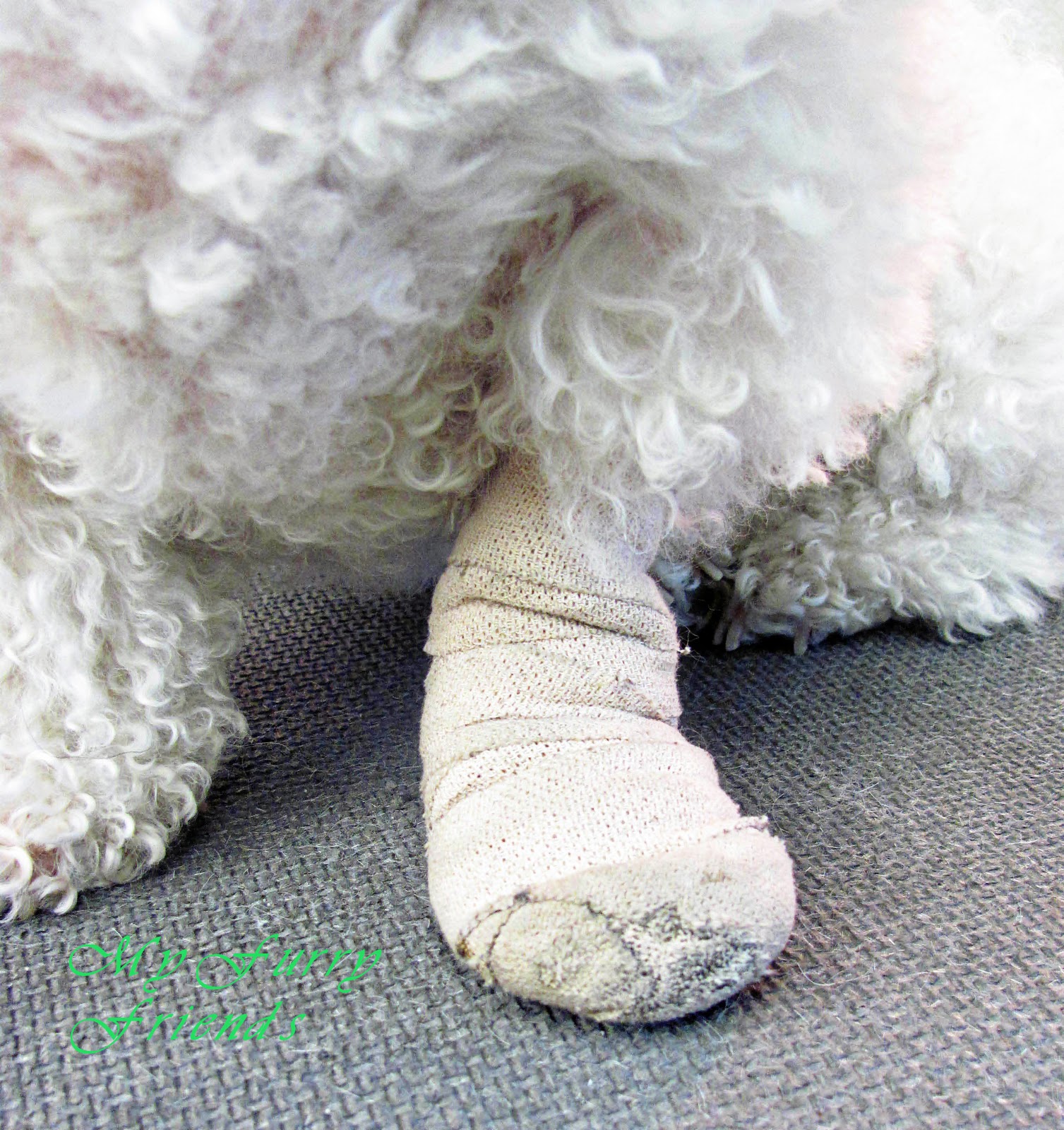 Pet Grooming The Good, The Bad, & The Furry Better Day