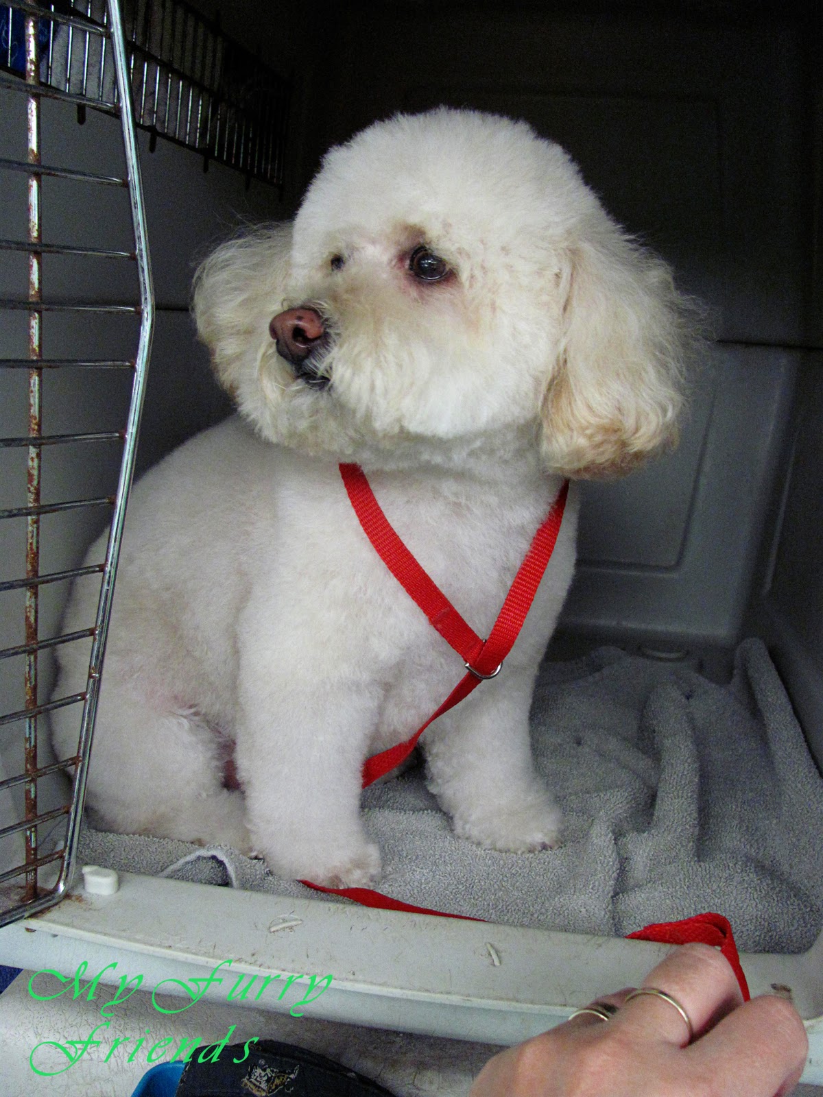 Pet Grooming The Good, The Bad, & The Furry Tuesdays Tip 10 Kennel Shy Dogs