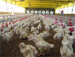 GALPON DE POLLOS EPUB DOWNLOAD GALPON DE POLLOS EPUB DOWNLOAD