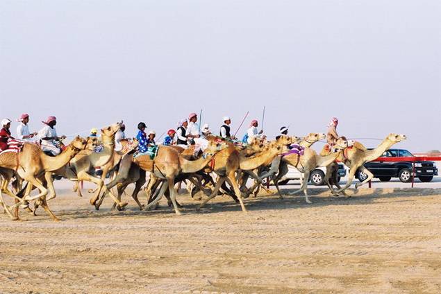 [Camel-racing-1.jpg]
