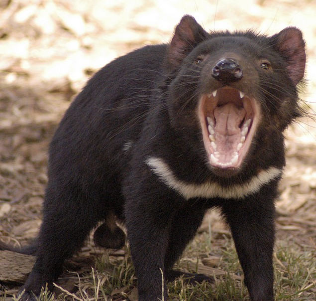 [Tasmanian-devil-1.jpg]