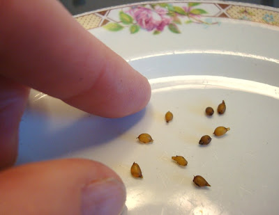 Strumelia's Blog: April 2009
Pinworm Eggs In Poop