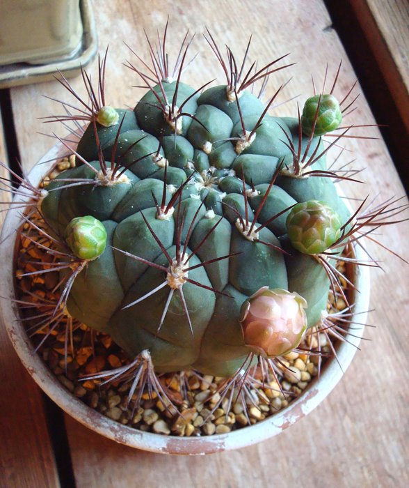 [cactus-buds.jpg]