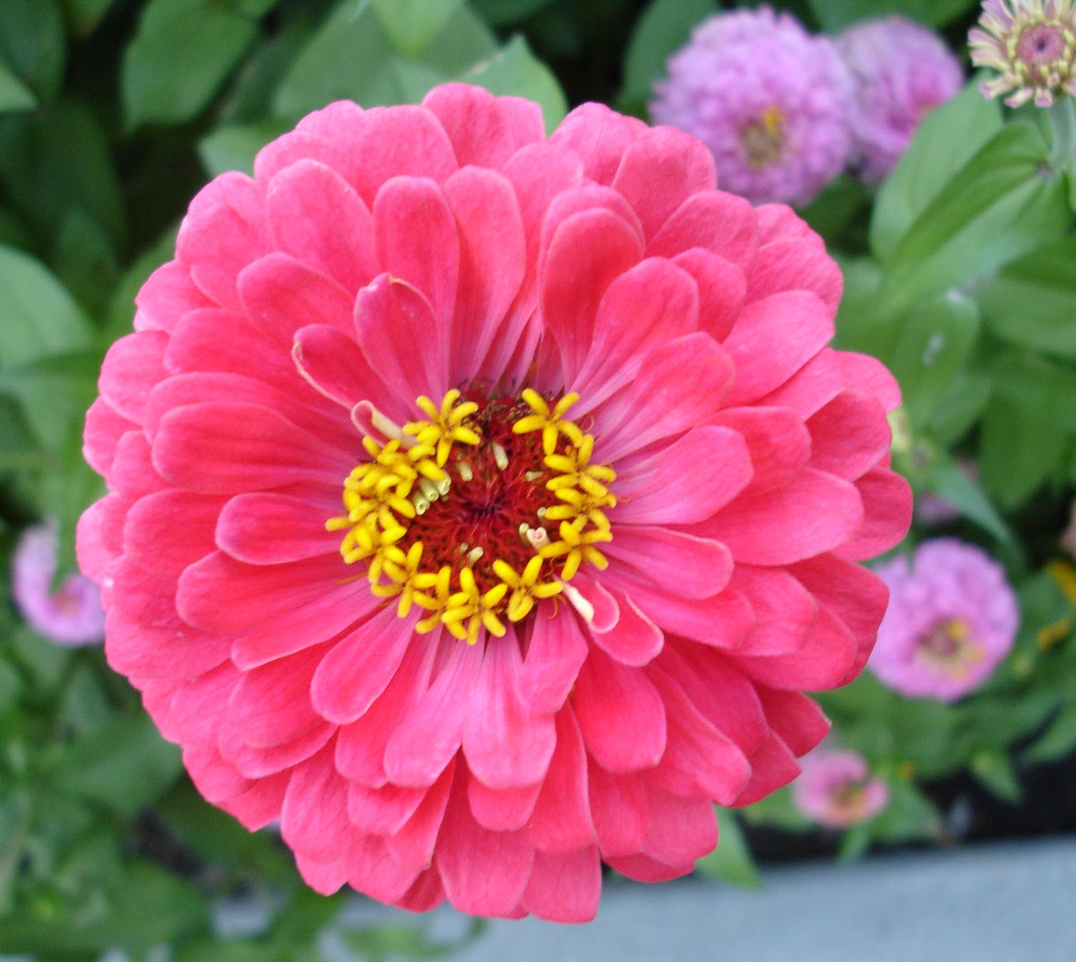[Zinnias_Aug2008_4.jpg]