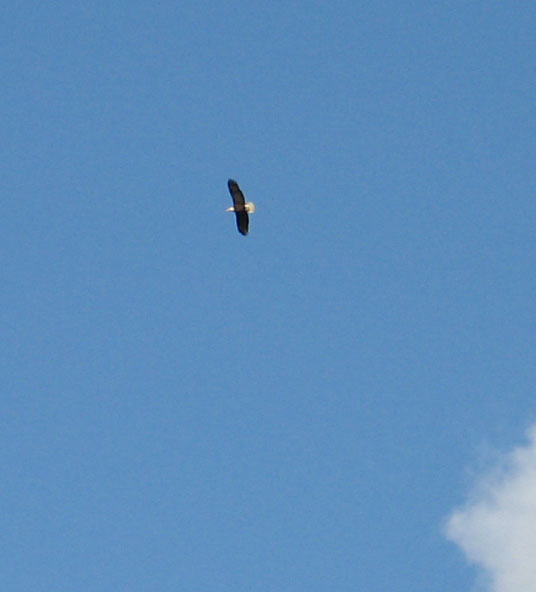 [eagle+photo.jpg]