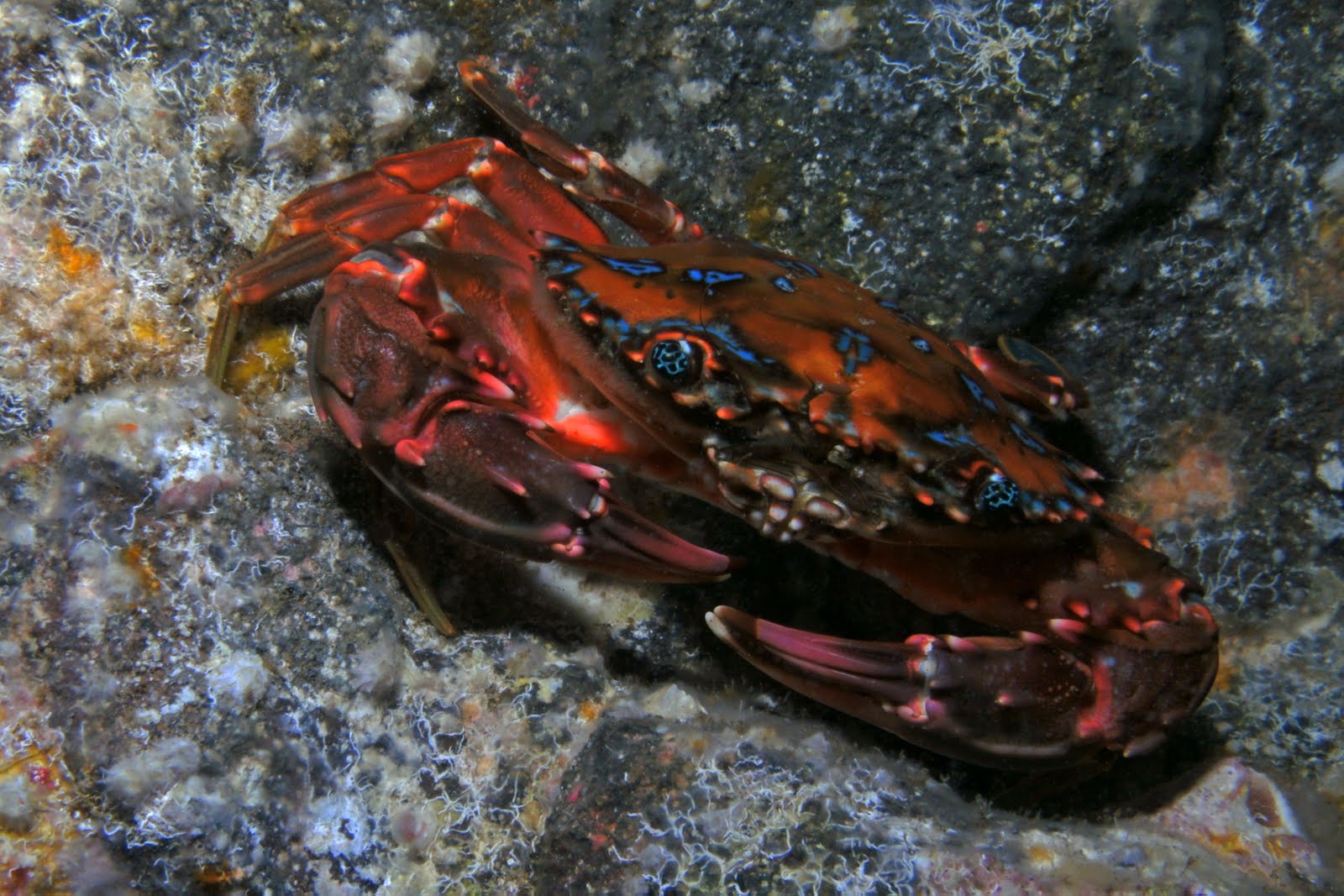 Diving the Kona Coast Rainbow Swimming Crab