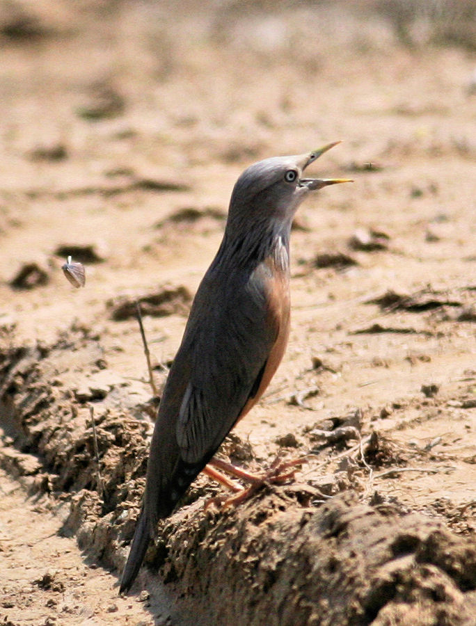 pelagicus: a few exotics from oman - asiatics and insects to follow