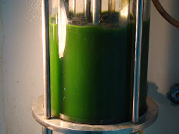 Algae in Bioreactor