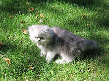 Je vous présente Kalie, notre belle petite chatte, un persan pewter maintenant âgée de 5 ans.