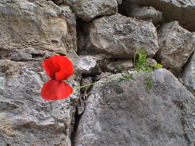 Perseveran%25C3%25A7a.jpg