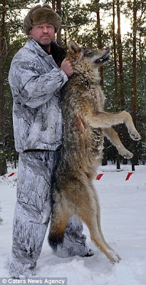 anakupto: For Alex -- 'Super pack' of 400 wolves kill 30 horses in just
