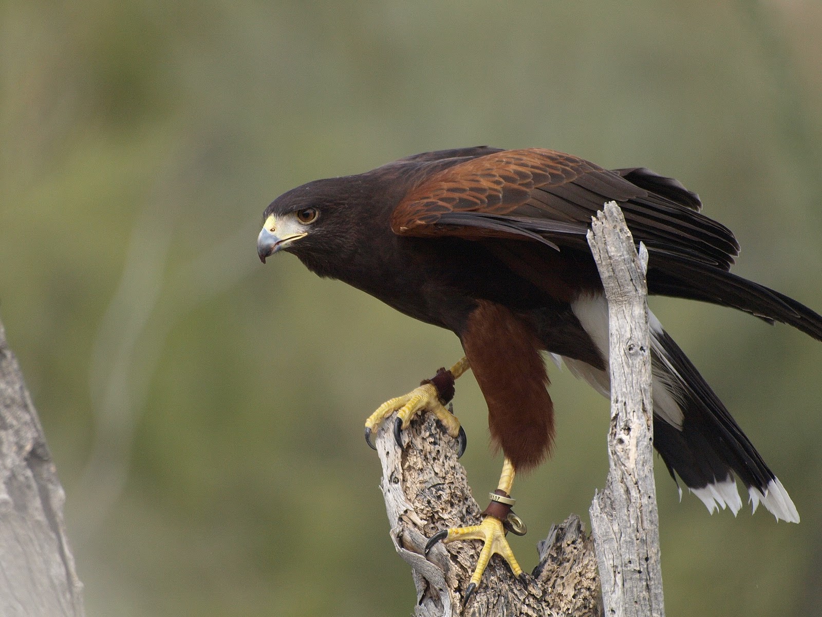 Harris's Hawk