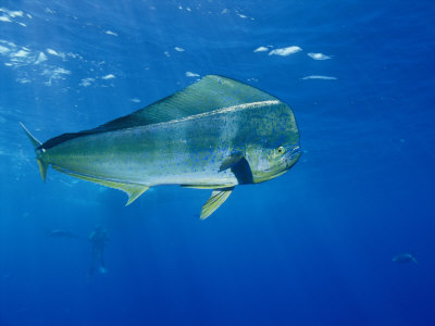 http://3.bp.blogspot.com/_9py6IgNlFak/TSH8x990ENI/AAAAAAAAAzk/qfMQFLNX05w/s1600/Dolphinfish.jpg