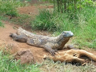 Dragón Komodo