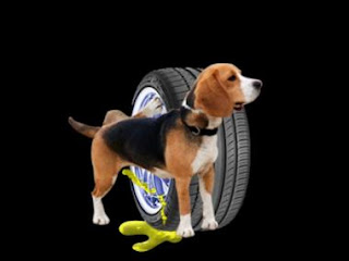 Por qué los perros orinan en las ruedas