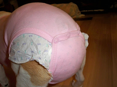 Dog Diaper Pattern-Buy Cheap Dog Diaper Pattern lots from China