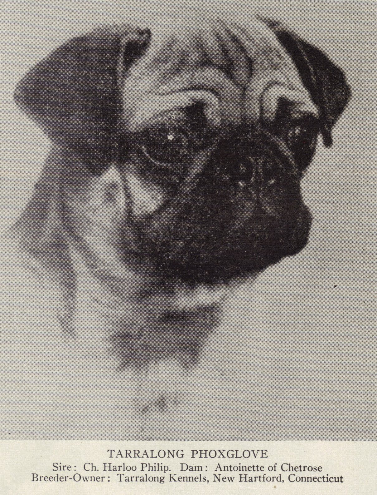 K9 Solutions Dog Training, Inc. As promised, pug history in photos