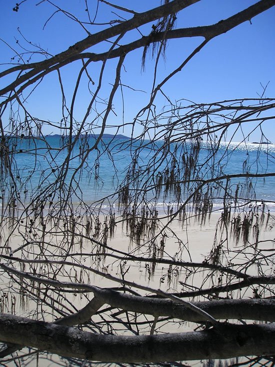 [lattice+of+branches+2.jpg]