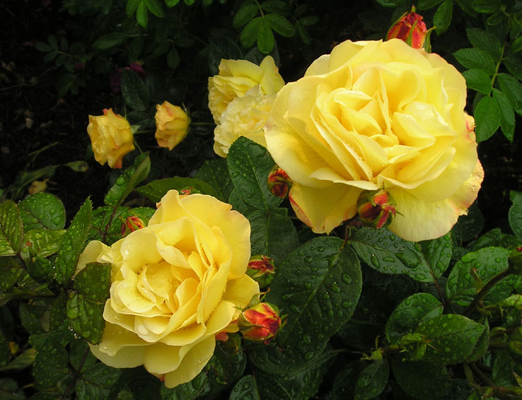 [several+yellow+roses.jpg]