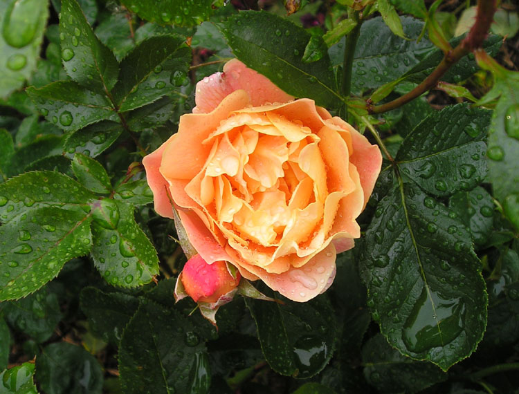 [peach+rose.jpg]