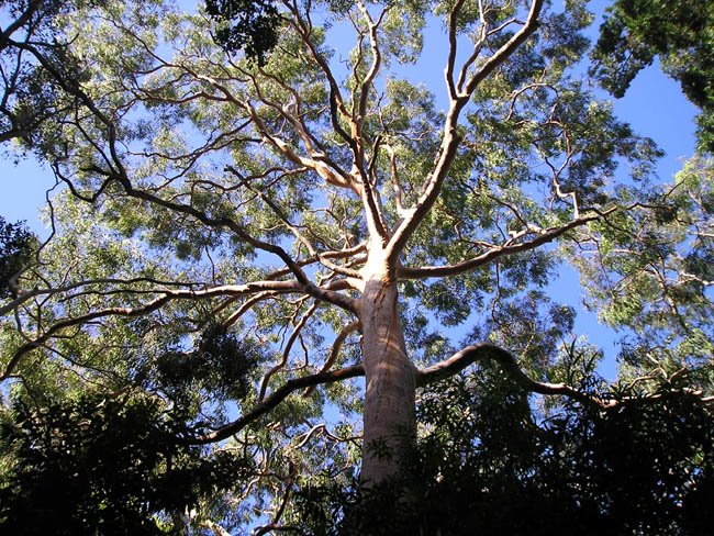 [adelaide+smooth+barked+apple+myrtle.jpg]