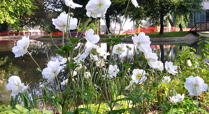 [white+anemones+duck+pond.jpg]
