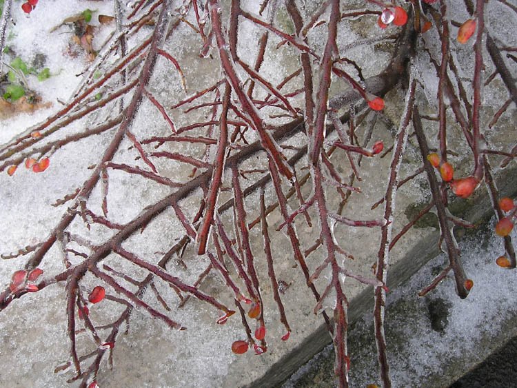 [crystal+berries.jpg]