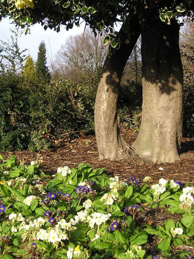 [primroses+western+park.jpg]