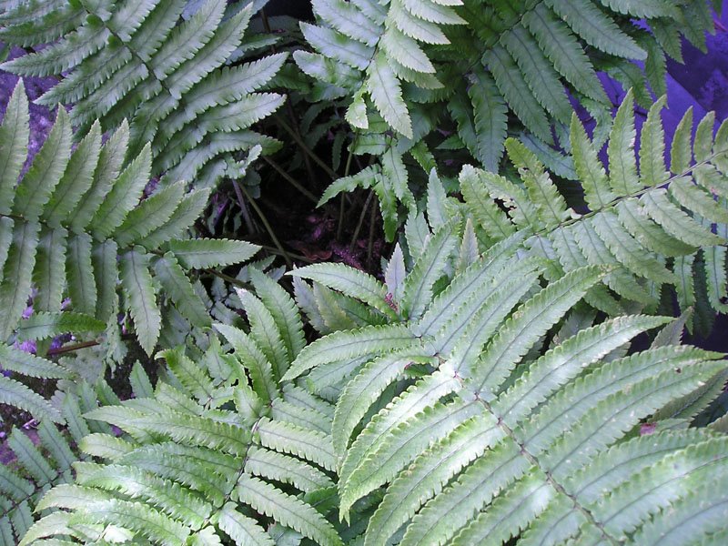 [14-03-09+fern.jpg]