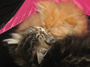 Marshall and Lily