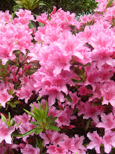 Bodnant gardens