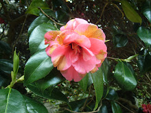 my pics at Bodnant gardens