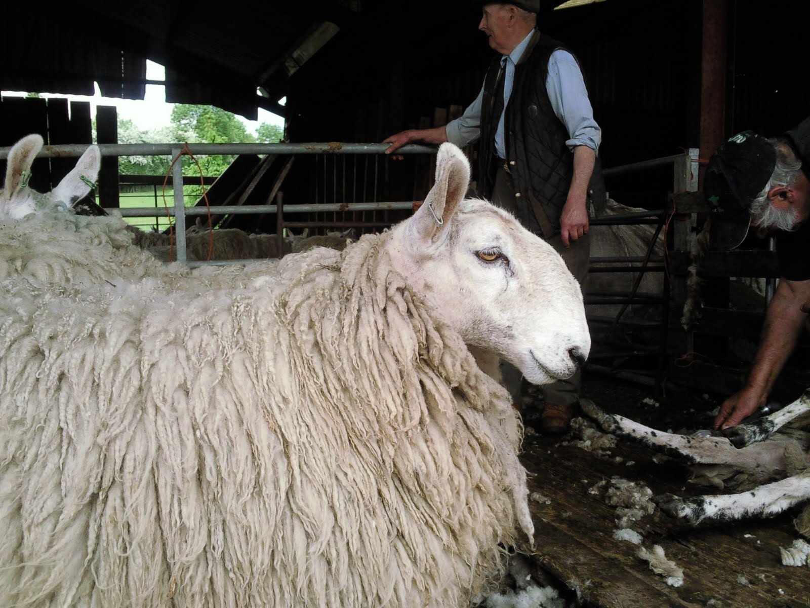 the shapeshifter Sheep shearing down on the farm