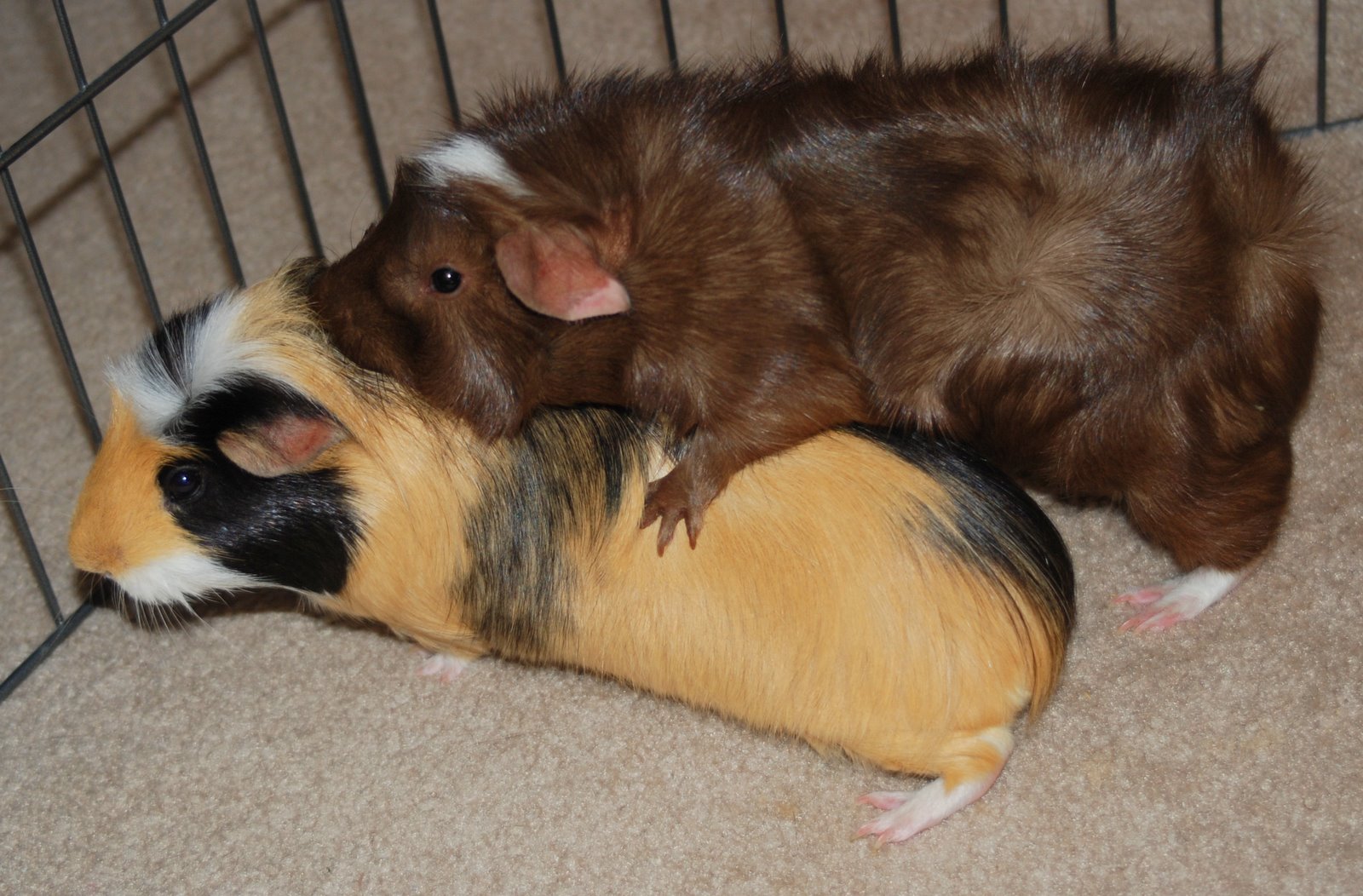 Panda Pig's Peace Sanctuary Way of the Guinea Pig! TAJ MAHAL "HUGGING