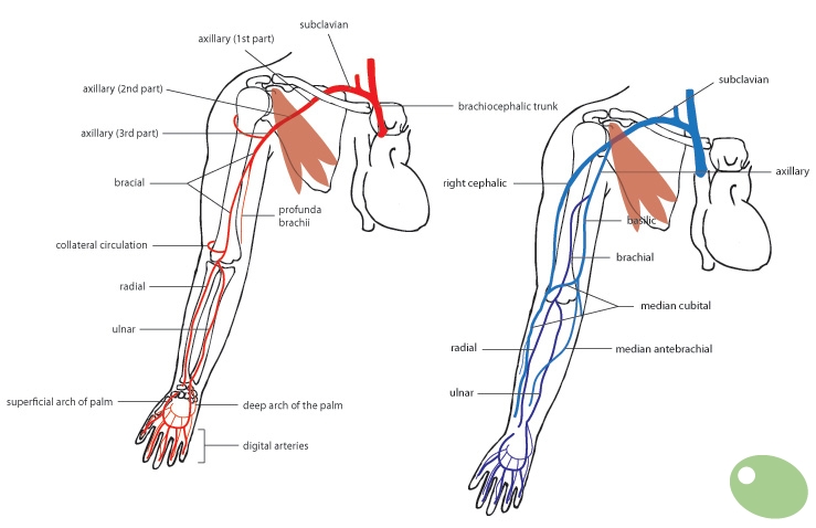 Human Anatomy And Physiology Course: General Anatomy of Human Arms