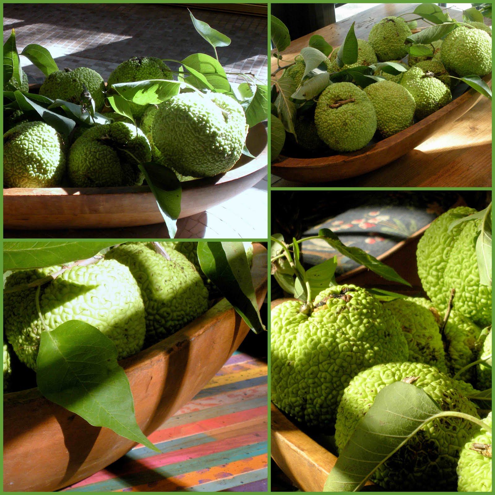 A Harvest of Horse Apples HYACINTHS FOR THE SOUL