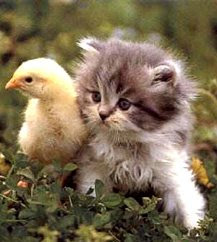 cat-chick.jpg