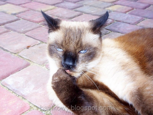 Kot o ciemnobrązowym umaszczeniu i błękitnych oczach wygląda nieco zniecierpliwiony lub nawet lekko rozdrażniony, z lekko wystającym języczkiem.