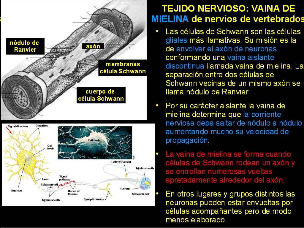 Biología de 2º de Bachillerato: LA VAINA DE MIELINA:origen y funcionamiento