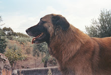 Alcaide - O Guardião