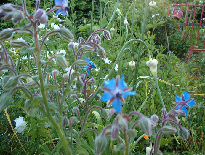 Borage