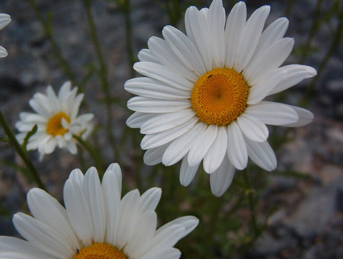 Ox-eye Daisy