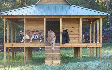 [Lions+Tiger+Bear.jpg]