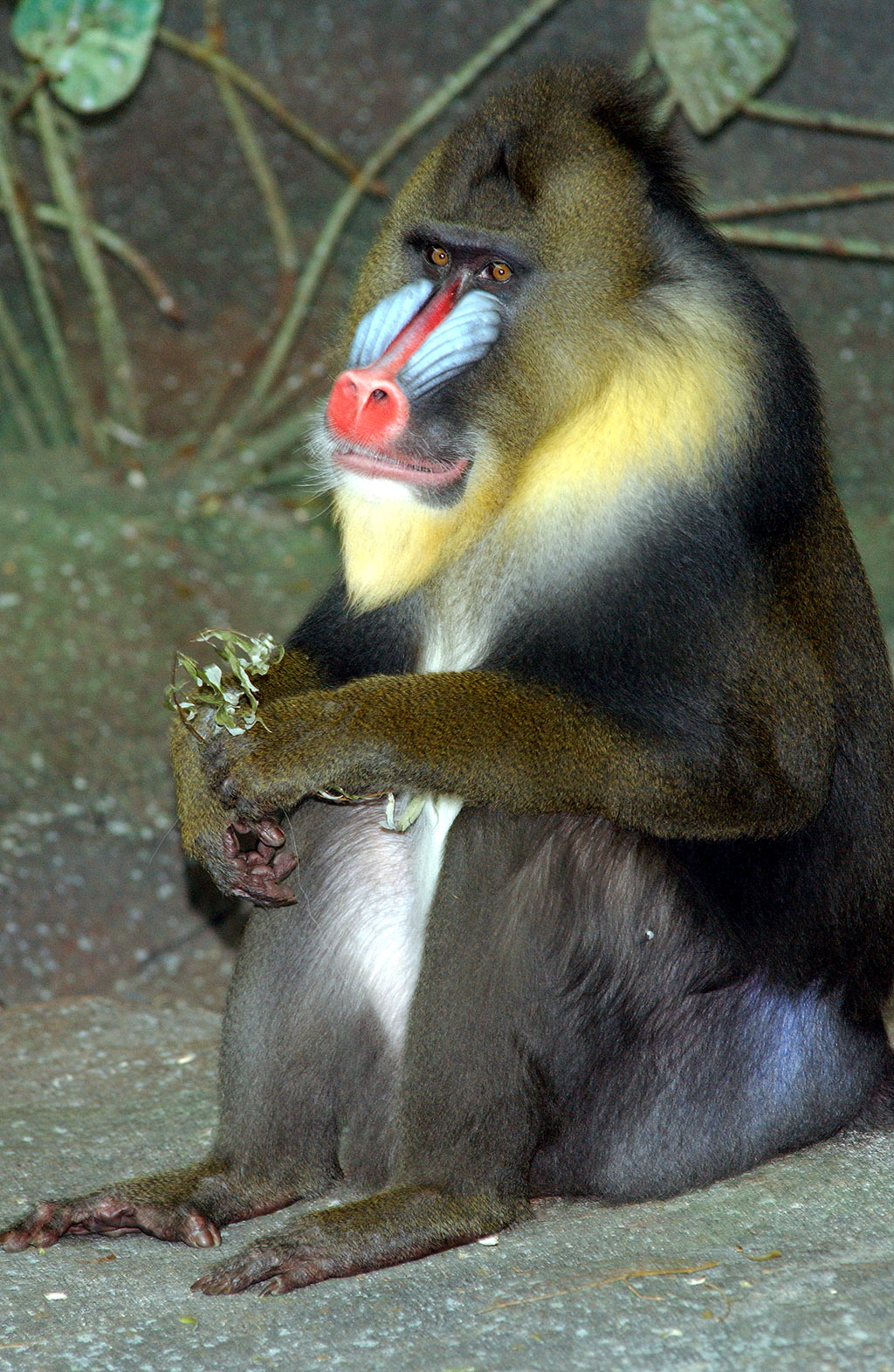 [Mandrill1024.jpg]