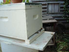 [bee+hive.jpg]