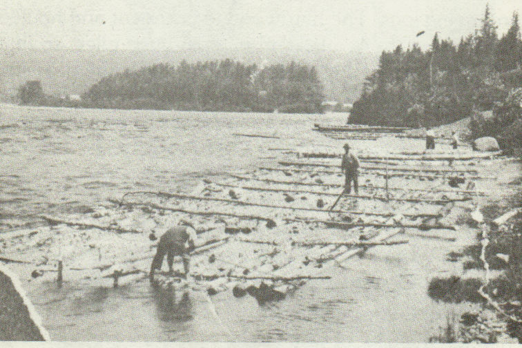 Cricket's Tree A History and Heritage The FrancoAmericans in