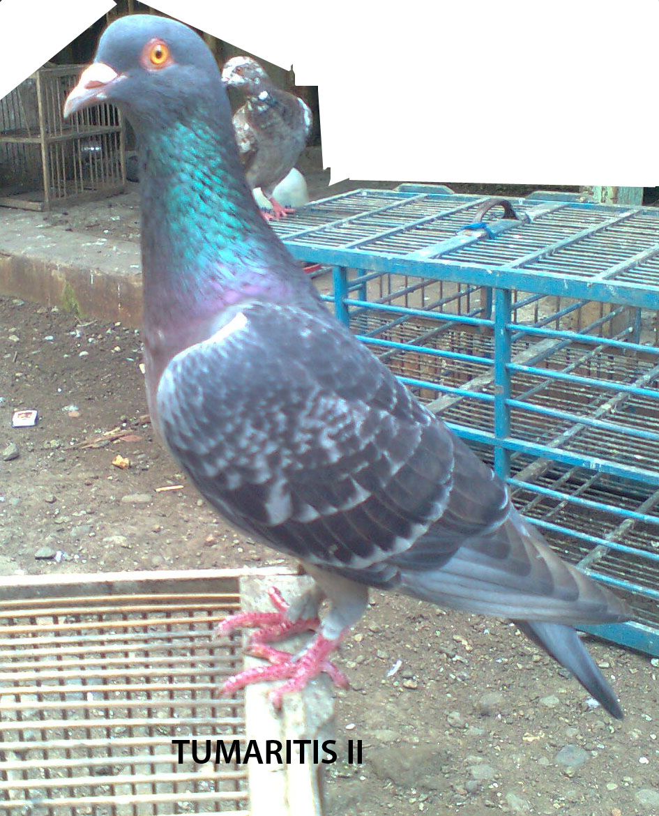 Gambar Foto Hewan: foto merpati balap tinggi